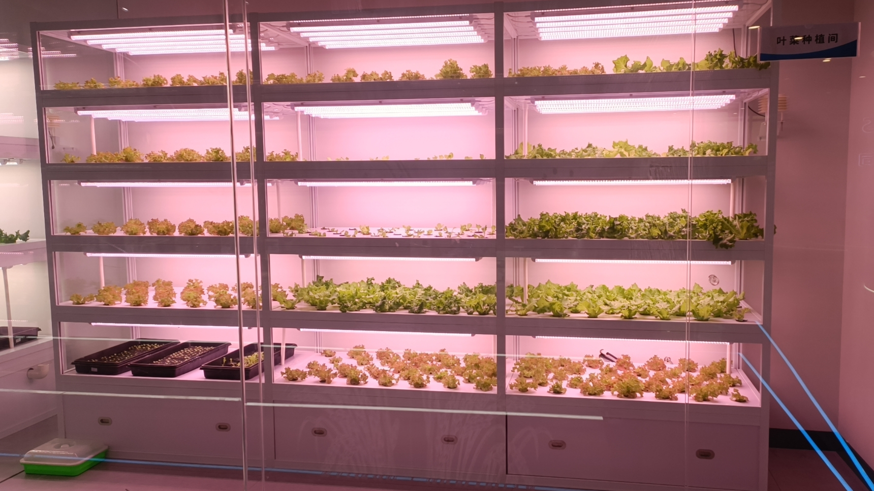 LED Grow Lights สำหรับโรงเรือน