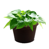 กระถางฟองน้ำเกษตรกรรมในสวน Planters เมล็ดเริ่มต้นการเปลี่ยนฟองน้ำสำหรับตัดและโคลน