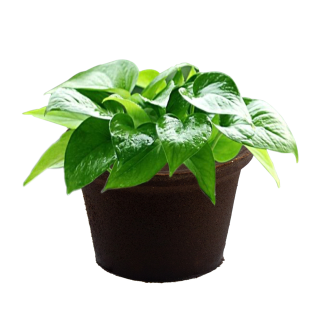 กระถางฟองน้ำเกษตรกรรมในสวน Planters เมล็ดเริ่มต้นการเปลี่ยนฟองน้ำสำหรับตัดและโคลน