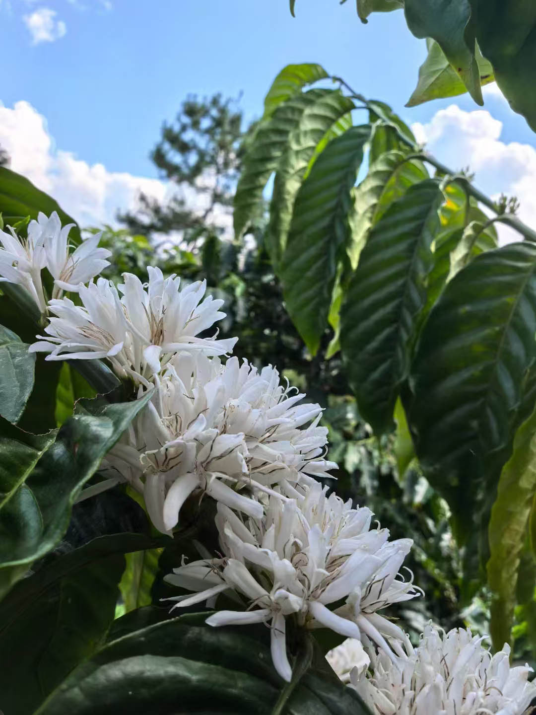 Arabica vs. Robusta: เรื่องราวของกาแฟสองสายพันธุ์