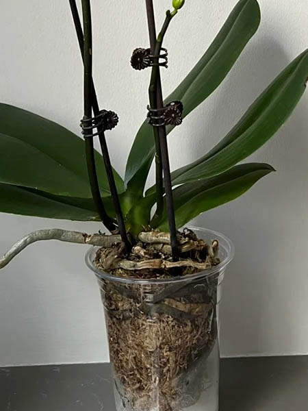 DIY Aerogarden เติบโตฟองน้ำ 