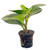 บล็อก Coco Coir Peat Cocopeat ทำจากเส้นใยมะพร้าวบริสุทธิ์เพื่อสุขภาพพืชที่เหนือกว่า