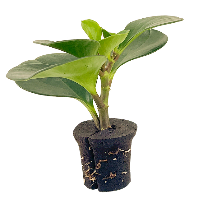 บล็อก Coco Coir Peat Cocopeat ทำจากเส้นใยมะพร้าวบริสุทธิ์เพื่อสุขภาพพืชที่เหนือกว่า