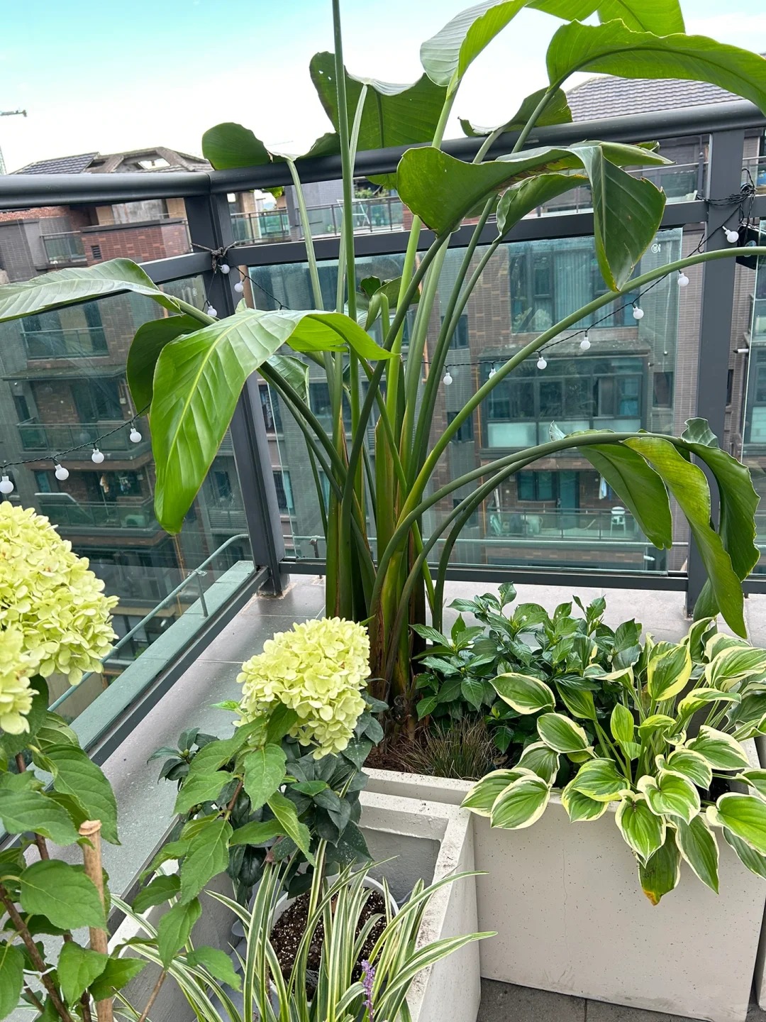 露台花箱种植， 新手也可以！ _2_ 阳光莫妮卡 _ 来自小红书网页版 (1)
