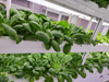AUMA Hydroponic เติบโตตู้สำหรับสำนักงาน