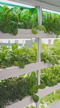 Aerogarden Pods