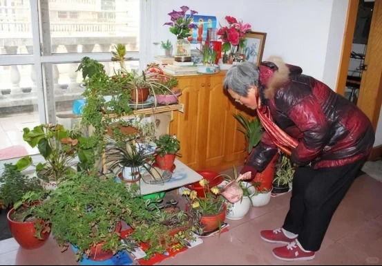 81 岁老奶奶， 养了一屋子花 _1_ 温情居家 _ 来自小红书网页版 (1)