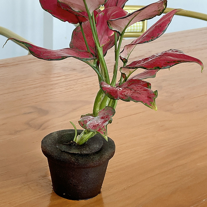 ปลูกฟองน้ำสำหรับ Aerogarden