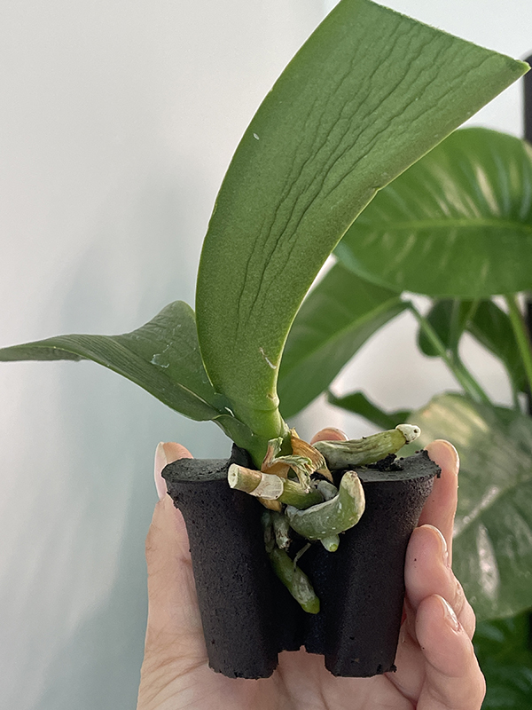 phalaenopsis