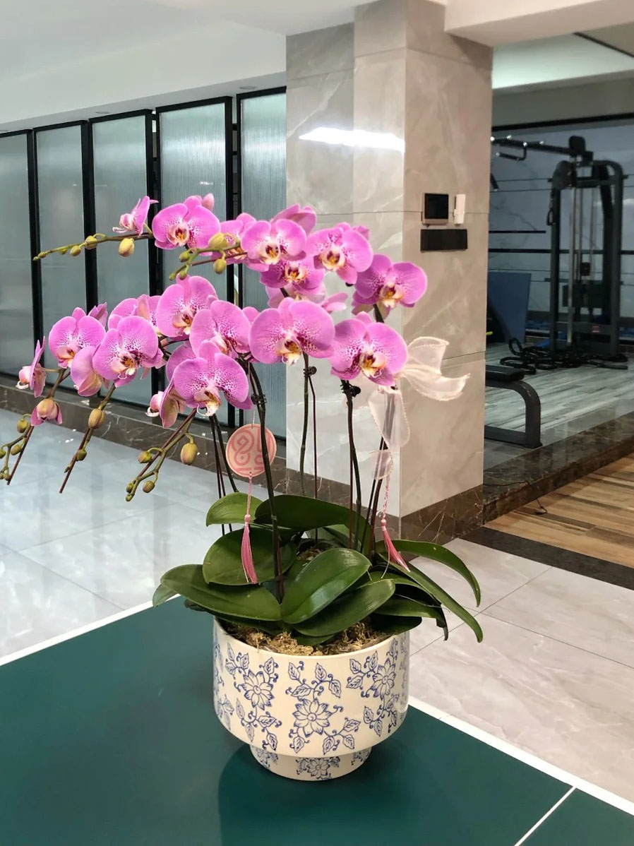 PHALAENOPSIS ORCHIDS: ทางเลือกที่หรูหราสำหรับคนทำสวนขี้เกียจ