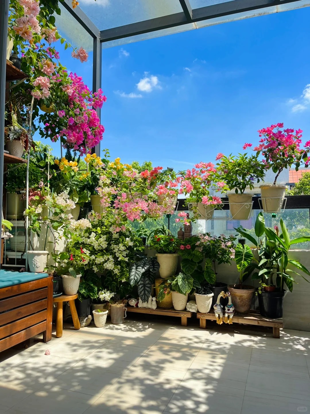 广州北向顶楼露台的渡夏三角梅 _1_ 半生不熟 .com_ 来自小红书网页版 (1)