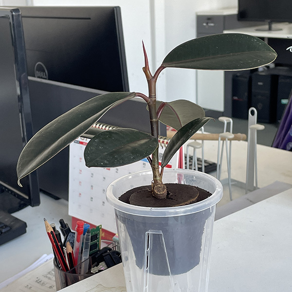 ปลูกฟองน้ำสำหรับ Aerogarden