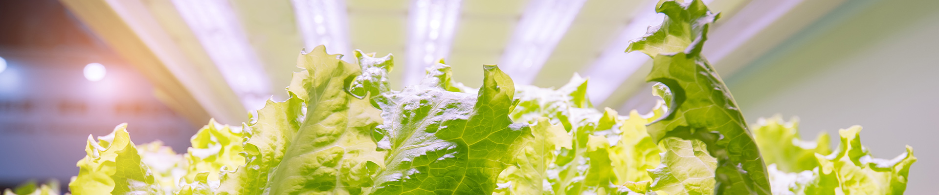 greenhouse hydroponic growing cabinet