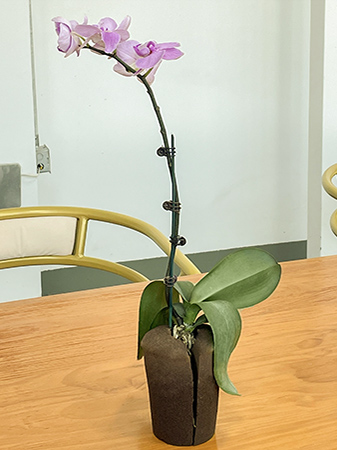 PHALAENOPSIS ORCHIDS: ทางเลือกที่หรูหราสำหรับคนทำสวนขี้เกียจ