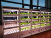 AUMA Hydroponic เติบโตตู้สำหรับสำนักงาน