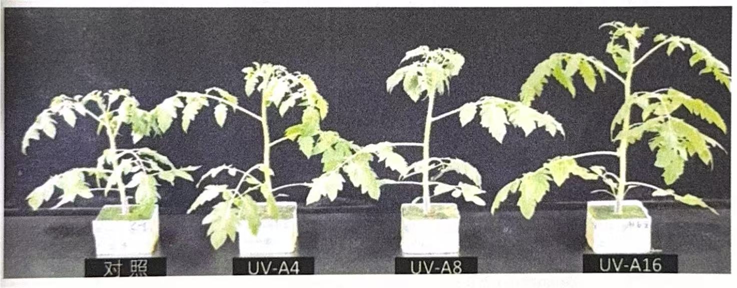 ผลของปริมาณ UV-A ที่แตกต่างกันต่อต้นกล้ามะเขือเทศ