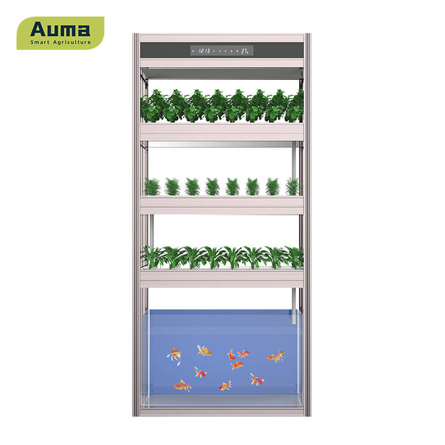 Auma Aquaponic Model AM3 เป็นวิธีที่ดีในการเข้าถึงผักและปลาสดและปลาสด