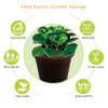 กระถางฟองน้ำเกษตรกรรมในสวน Planters เมล็ดเริ่มต้นการเปลี่ยนฟองน้ำสำหรับตัดและโคลน