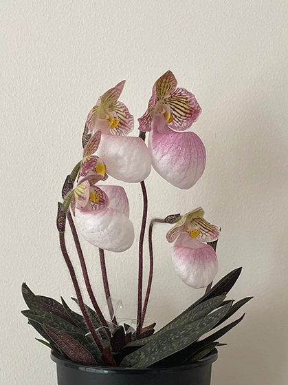 PHALAENOPSIS ORCHIDS: ทางเลือกที่หรูหราสำหรับคนทำสวนขี้เกียจ